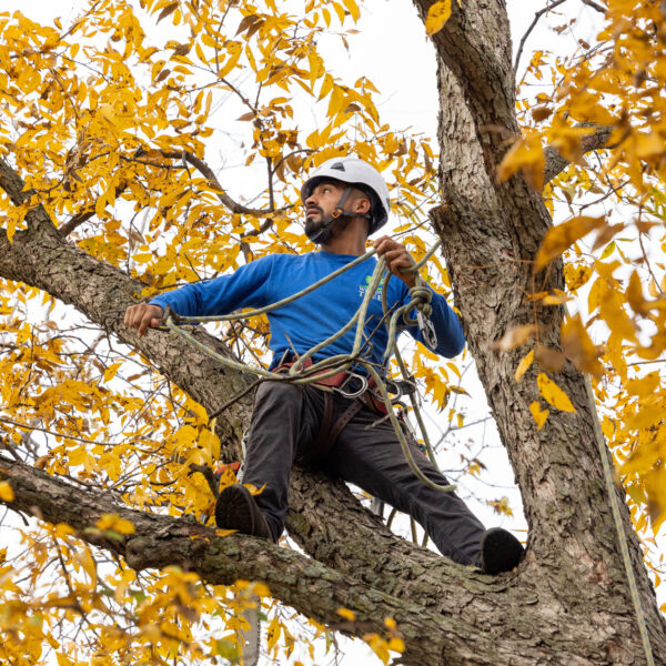 Texas Tree Surgeon Crew using rigging to safely trim a tree