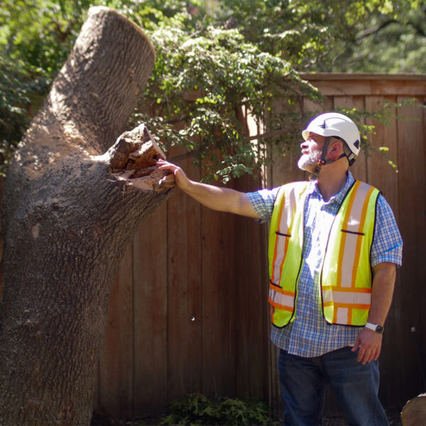 Arborist inspecting tree removal