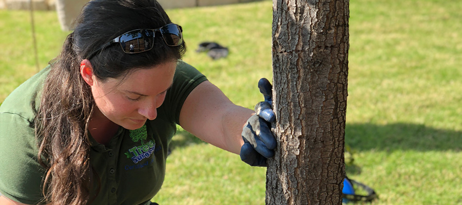 Dallas Tree Surgeons now known as Texas Tree Surgeons are tree health care experts