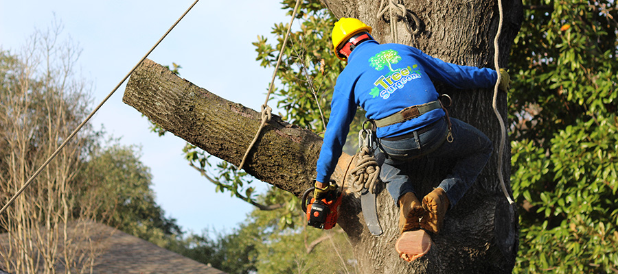 Dallas Tree Surgeons now known as Texas Tree Surgeons are experts in tree removal