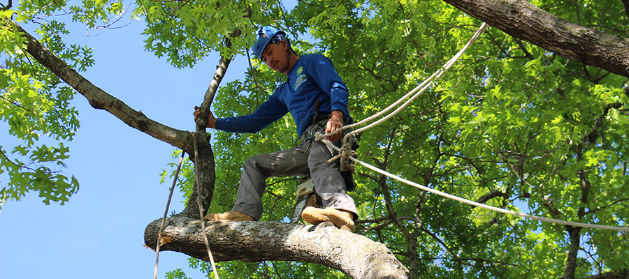 Dallas Tree Surgeons now known as Texas Tree Surgeons are tree trimming experts