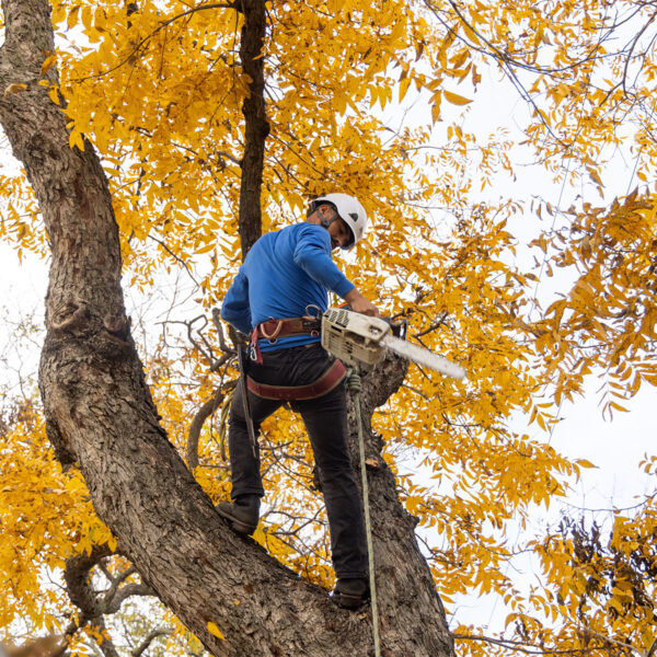 Texas Tree Surgeons climber with PPE and chain saw