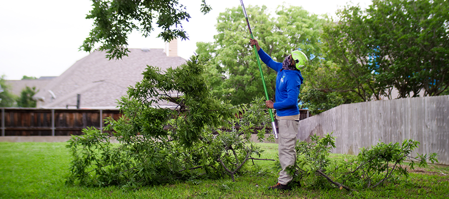 Groundsmen wearing ANSI Z133 complaint equipment while trimming a tree with a pole saw in Fort Worth, Texas.
