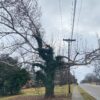 Urban tree being chocked out by ivy and severely pruned by oncor because of power lines
