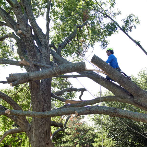 Large red oak with split being removed