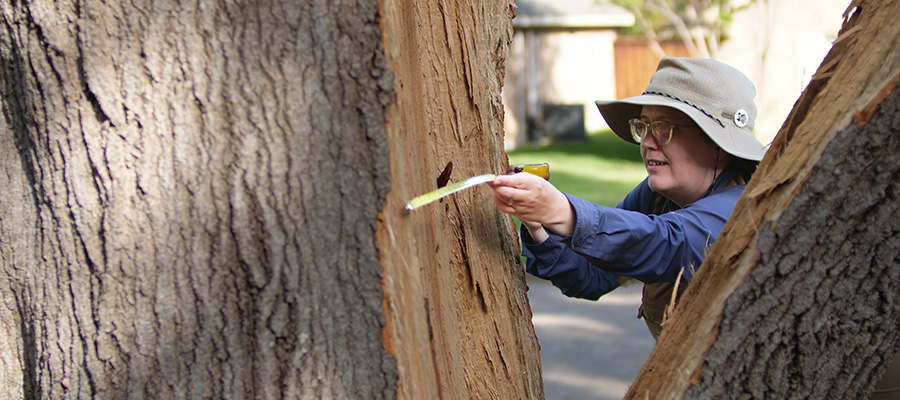 Local Plano ISA Certified Arborist measuring DBH of a split red oak tree
