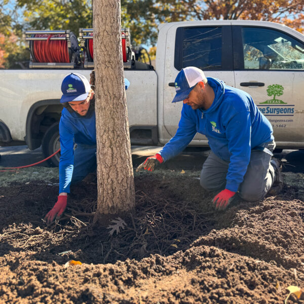 Tree Health Care Technicians pruning girdling roots to improve tree health.