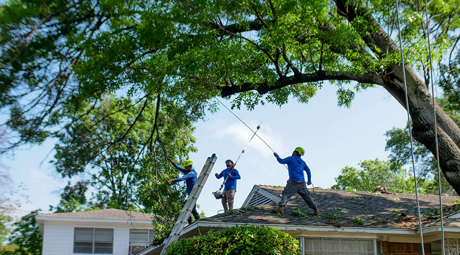 Crew on top of roof with pole trimmers removing branches from a tree