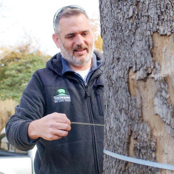 ISA Certified Arborist measuring the DBH of a tree